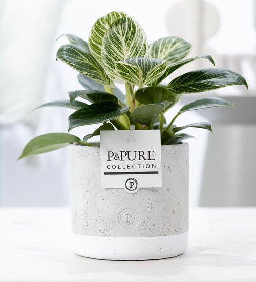 Philodendron white wave met bloempot Jade