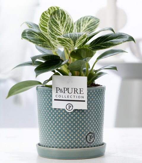 Philodendron white wave met bloempot Lauren