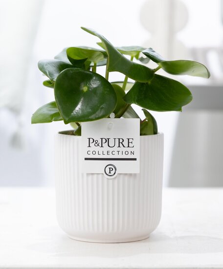 Pannenkoekenplant (Peperomia Rain drop) met bloempot Sophie wit