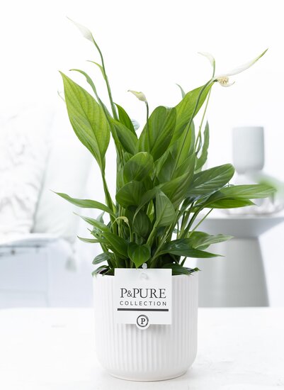 Lepelplant (Spathiphyllum) met bloempot Sophie wit