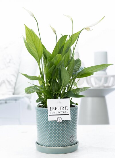 Lepelplant (Spathiphyllum) met bloempot Lauren