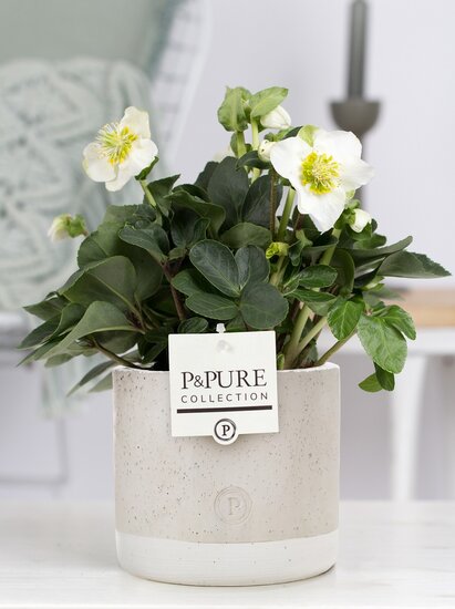 Kerstroos (Helleborus) met bloempot Jade