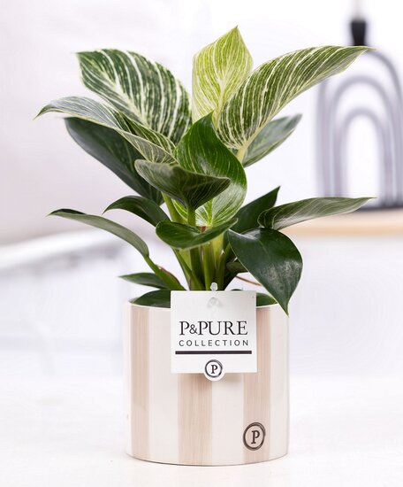 Philodendron white wave met bloempot Eline grijs