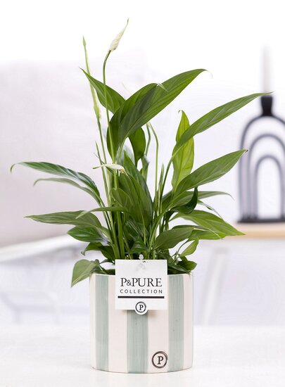 Lepelplant (Spathiphyllum) met bloempot Eline groen