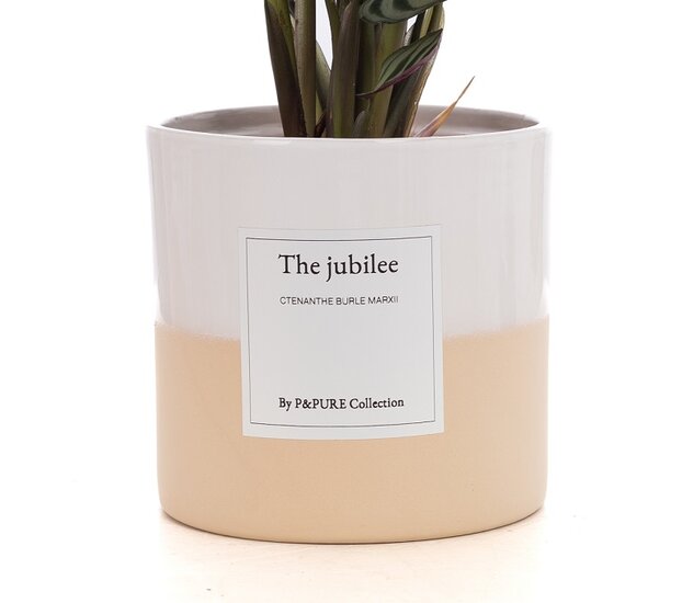 The Jubilee | Een geschenk voor toewijdincl.g | Bezorgen