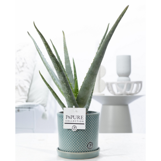 Plant cadeau Aloe Vera in groene unieke pot