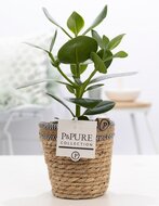 Clusia rosea princess  in Basket