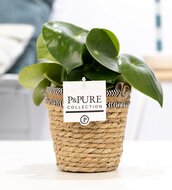 Pannenkoekplant (Peperomia Rain drop) met bloempot Basket mand