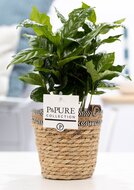 Coffea Arabica in pot Basket mand