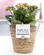 Kalanchoe roze in pot Basket mand