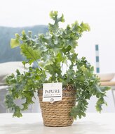 Phlebodium davana in pot Basket mand