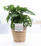 Monstera obliqua met P&amp;PURE Collection bloempot Basket mand