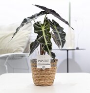 Alocasia in pot Basket mand