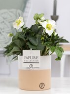 Helleborus kerstroos met P&amp;PURE Collection bloempot Rosy