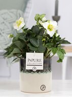 Helleborus kerstroos met P&amp;PURE Collection bloempot Illusion