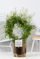 Jasminum polyanthum met P&amp;PURE Collection bloempot Juliette goudbrons