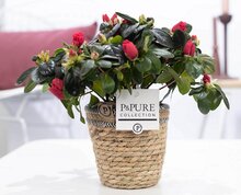 Azalea rood met P&amp;PURE Collection bloempot Basket mand