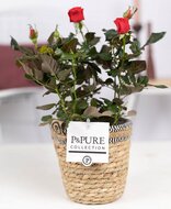 Roos rood in P&amp;PURE Collection bloempot Basket mand