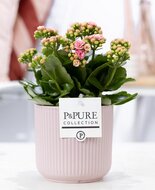 Kalanchoe roze met bloempot Sophie roze