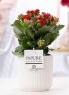 Kalanchoe rood met bloempot Sophie wit