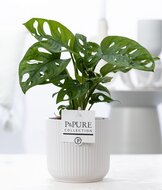 Gatenplant (Monstera obliqua) met bloempot Sophie wit