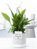 Lepelplant (Spathiphyllum) met bloempot Jade