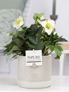 Kerstroos (Helleborus) met bloempot Jade