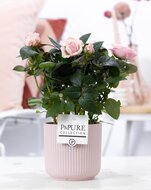 Potroos licht roze met bloempot Sophie roze