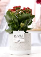 Kalanchoe rood met bloempot Jade