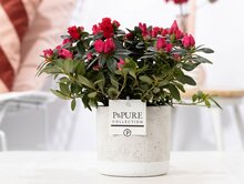 Azalea Rhododendron rood met bloempot Jade