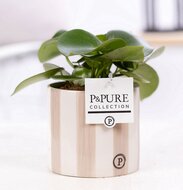 Pannenkoekenplant (Peperomia Rain drop) met bloempot Eline grijs