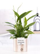 Lepelplant (Spathiphyllum) met bloempot Eline grijs