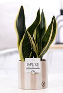 Vrouwentong (Sansevieria) met bloempot Eline grijs