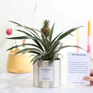 The Passionate | Een geschenk voor toppers | Bezorgen