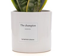 The champion | Een geschenk voor wincl.naars | Bezorgen