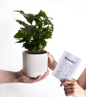 Bedankt cadeau koffieplant incl. pot Sophie &amp; kaart