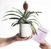 Denken aan Ananasplant incl. pot Essential &amp; kaart