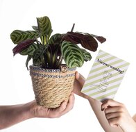 Nieuwe woning Ctenanthe plant cadeau met basket mandje &amp; kaart