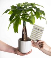 Nieuwe woning geldboom plant cadeau met witte pot &amp; kaart