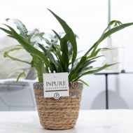 Plant cadeau Aglaomorpha Jim in naturelle mand