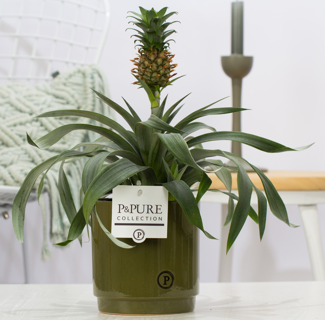 Detective Detective Chip Ananasplant Bromelia met bloempot Juliette groen | Anti-snurk plant -  Plantshopper