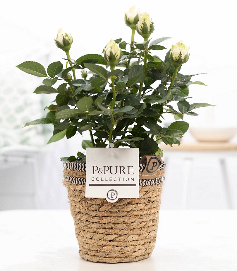 Rozen wit in pot Basket