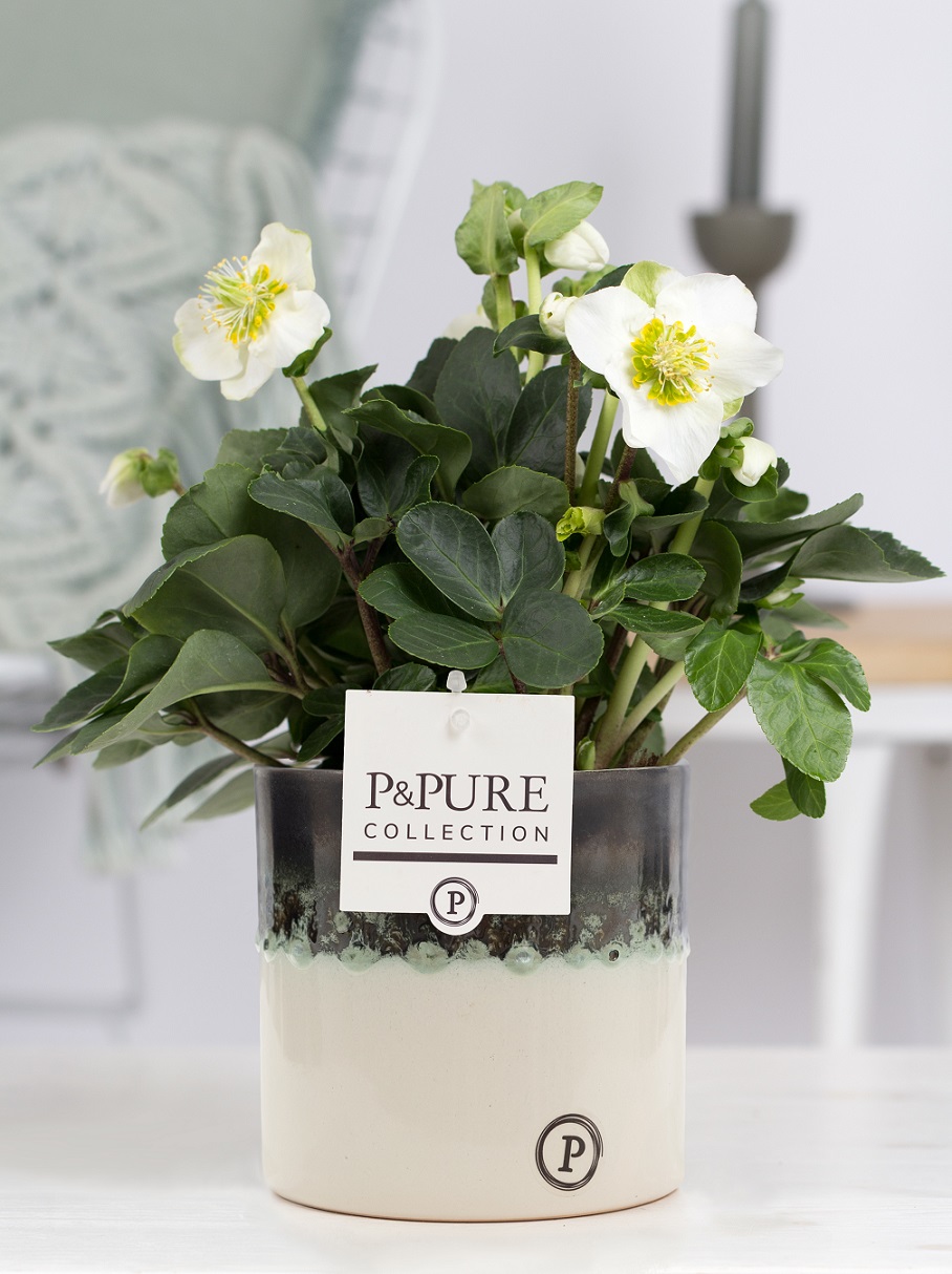 Helleborus kerstroos met P&PURE Collection bloempot Illusion