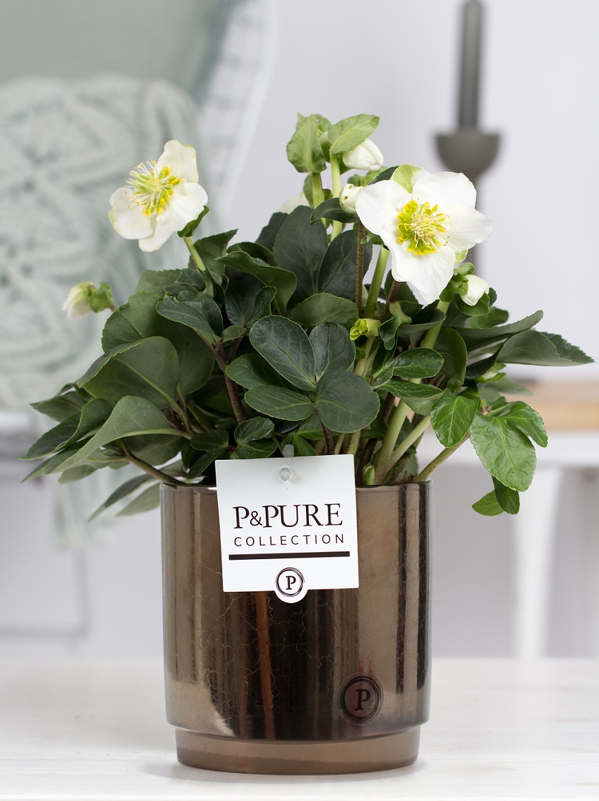 Helleborus kerstroos met P&PURE Collection bloempot Juliette goudbrons