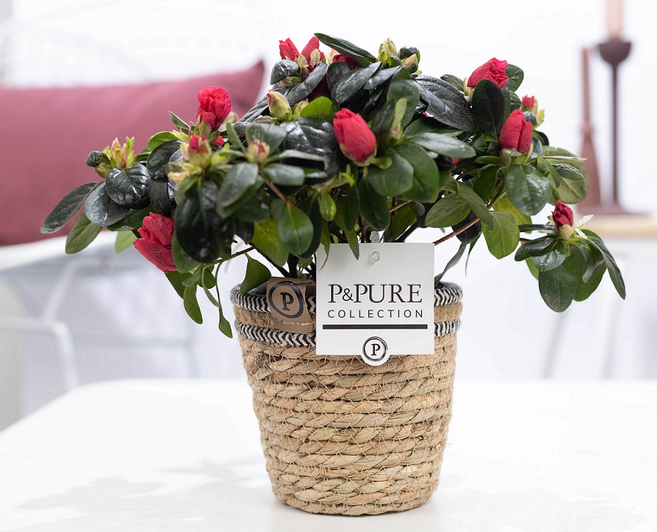 Azalea rood met P&PURE Collection bloempot Basket mand