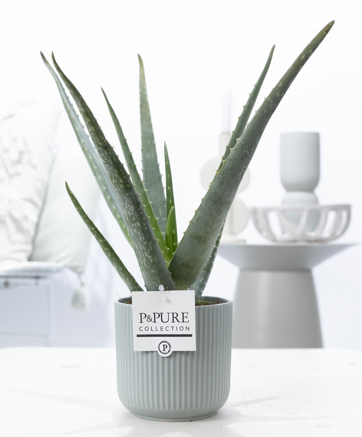 Aloe Vera Wonderplant met bloempot Sophie groen