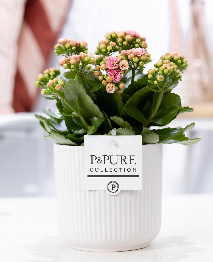 Kalanchoe roze met bloempot Sophie wit