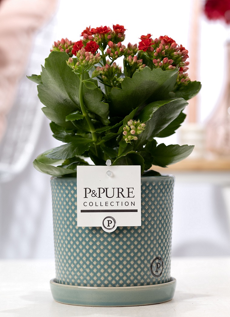 Kalanchoe rood met bloempot Lauren