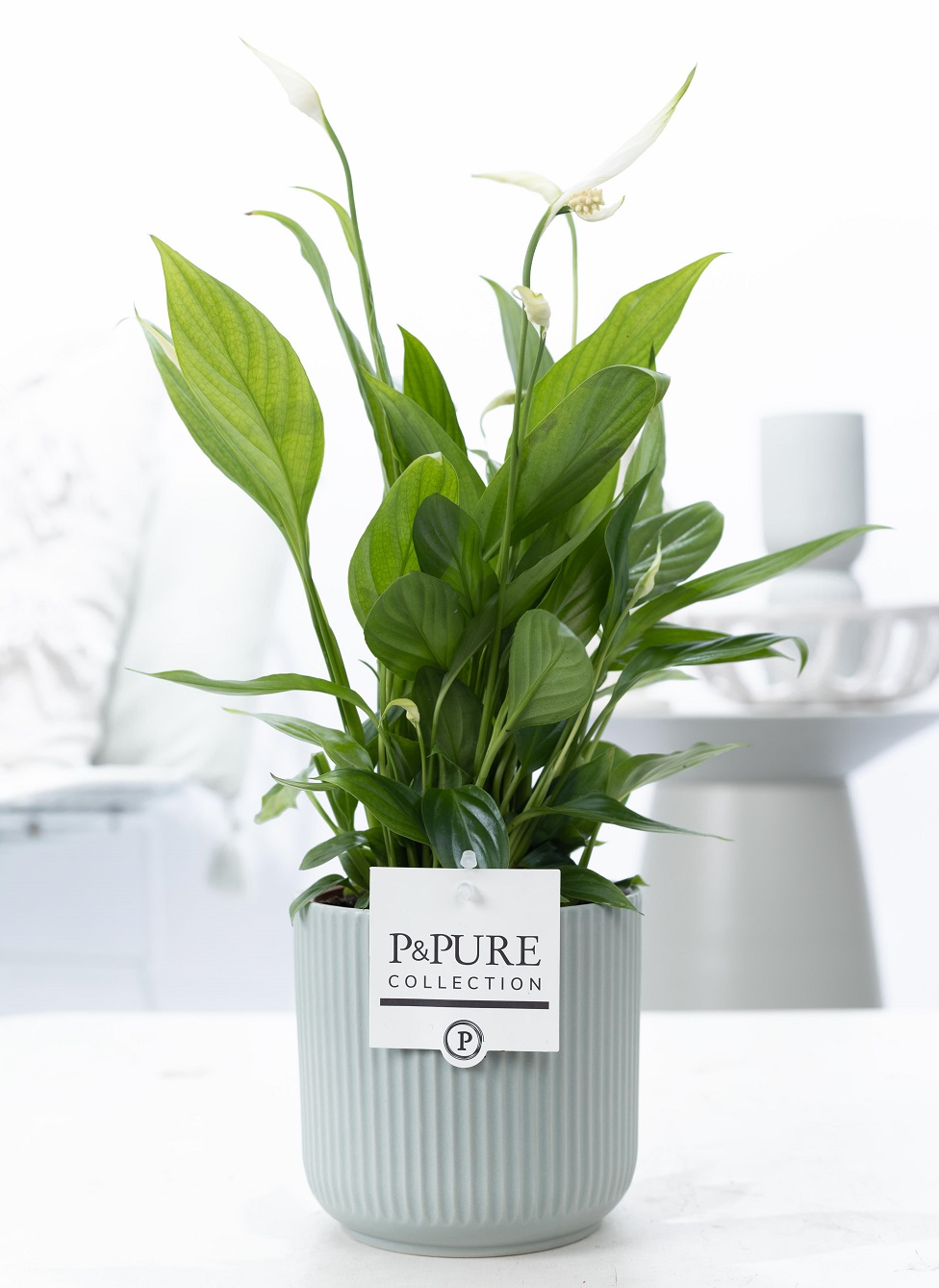 Lepelplant (Spathiphyllum) met bloempot Sophie groen