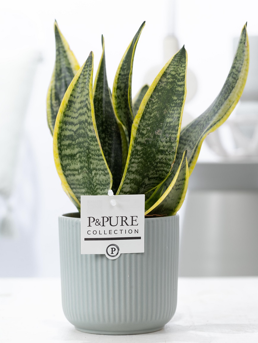 Vrouwentong (Sansevieria) met bloempot Sophie groen